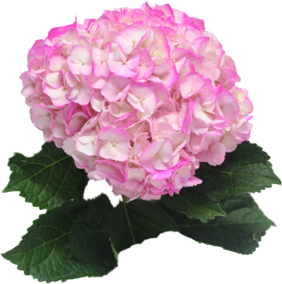 White Hot Pink Petals - Pink Petals (600x450), Png Download