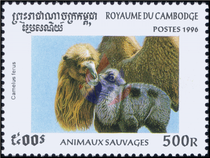 Forest Animals And Her Babies - Bactrian Camel (800x800), Png Download