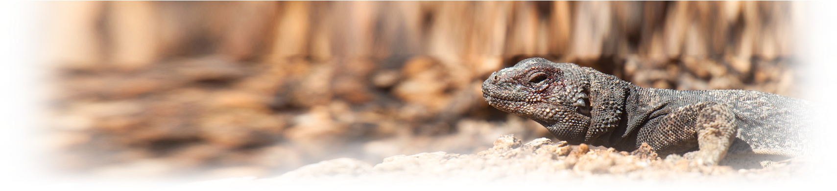 Nevada Wildlife - Gila Monster (1708x439), Png Download