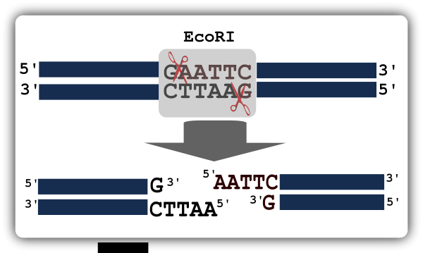 Illustration Of Restriction Digestion Clipart Png - Restriction Digestion (600x359), Png Download
