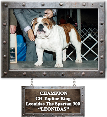 Leonidas X Coco Puppies Due June 3rd - Leonidas I (342x396), Png Download