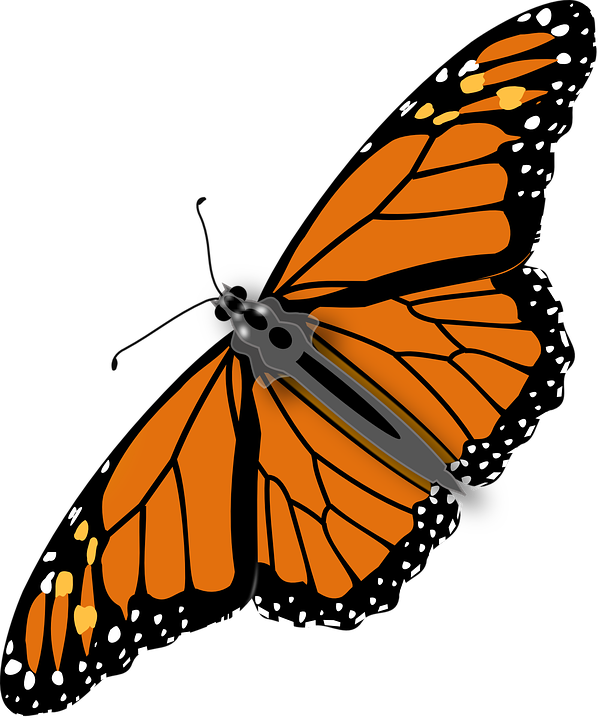Colorful Butterfly Clipart, Cute Graphics Png, Spring - Butterfly Png (598x720), Png Download