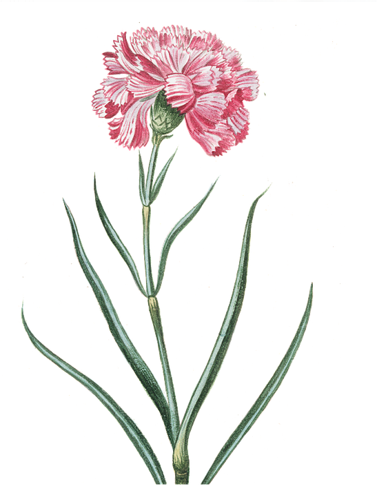 Flower, Pink, Transparent, Vintage, Pink Flowers - Flower Transparent (554x720), Png Download
