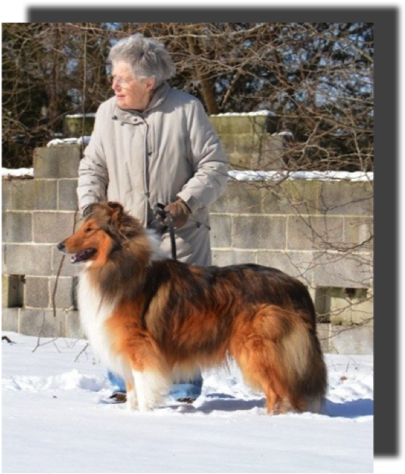 Van-m Peter Parker With Owner Breeder Laura Vanembden - Rough Collie (605x689), Png Download
