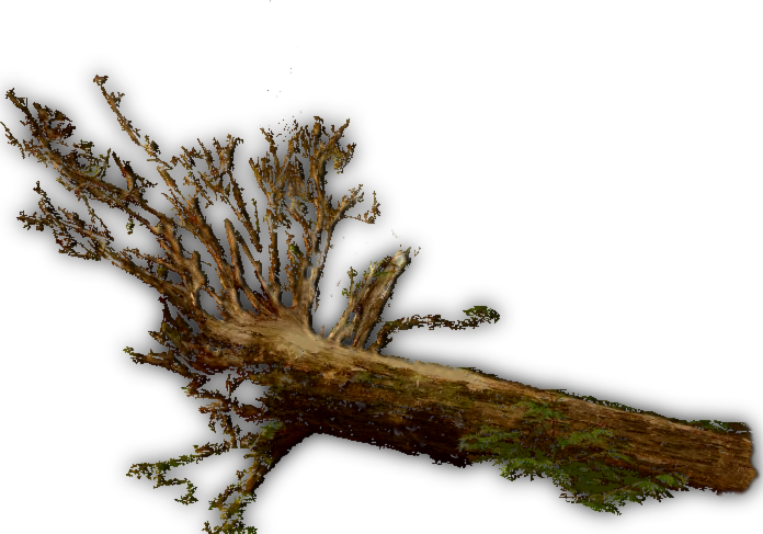 Fallen Tree Jrl - Tree Dundjinni (696x487), Png Download