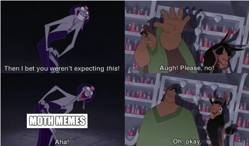 Welcome To Reddit, - Yzma Emperors New Groove (500x403), Png Download