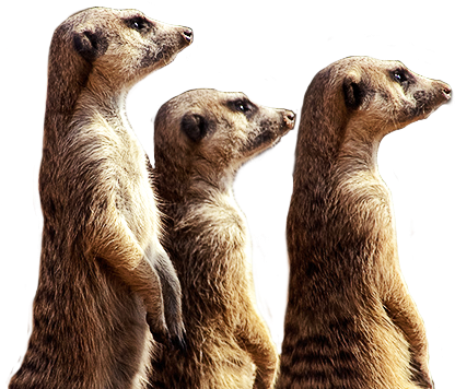 Meerkats - Meerkats Transparent Background (423x356), Png Download
