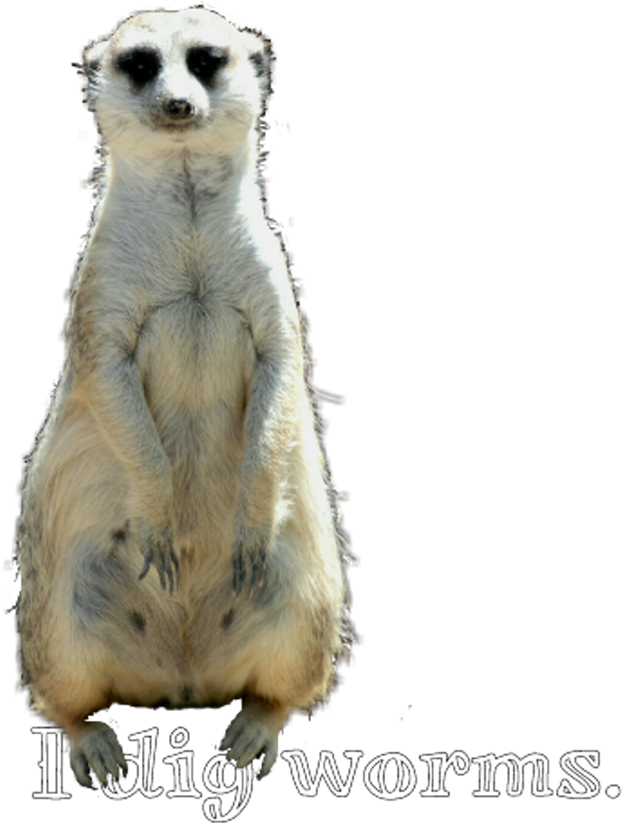 Freetoedit Worms Pun Meerkat Surikata - Meerkat (1024x1024), Png Download