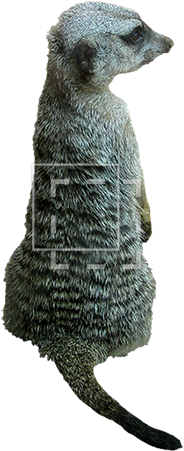 Parent Category - Meerkat (450x450), Png Download