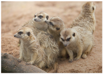 Meerkat (400x400), Png Download