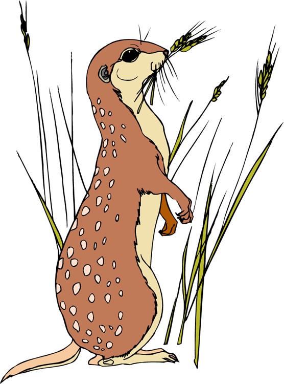 Free Meerkat Clipart - Meerkat Coloring Pages (556x750), Png Download