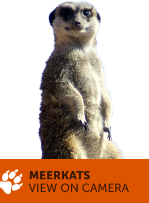 Animal Cams - Camera (307x418), Png Download