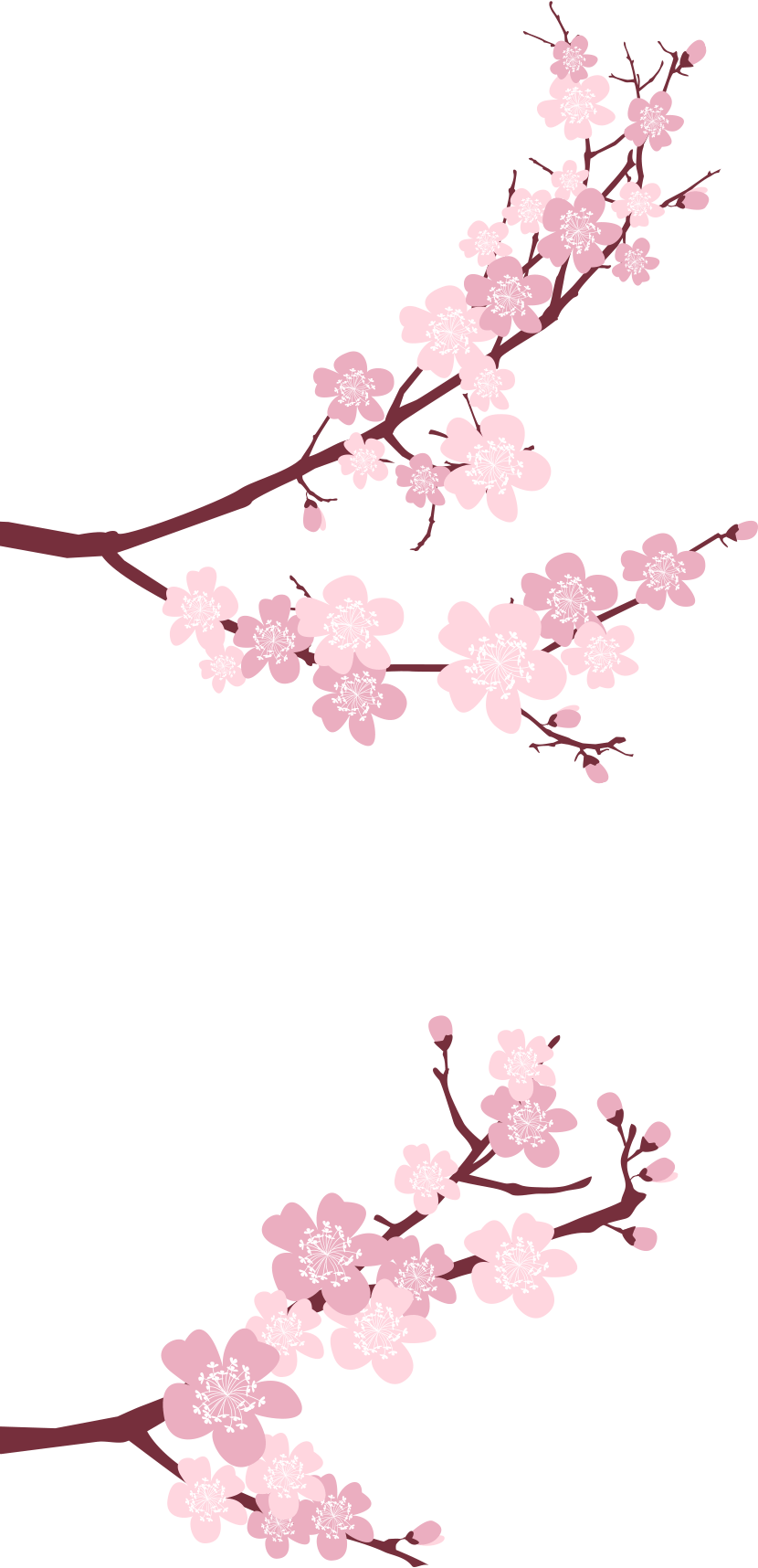 Cherry Blossom (830x1716), Png Download