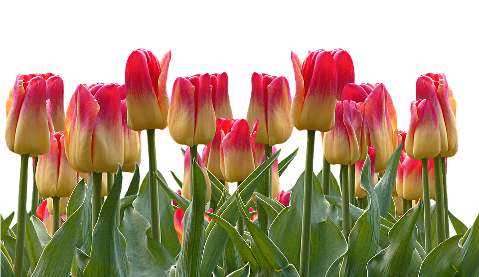 Tulips, Spring, Easter, Nature, Flowers, Blossom, Bloom - Cafepress ! Samsung Galaxy S8 Case (960x639), Png Download