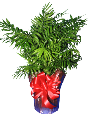 Palm Plant - Grass (300x400), Png Download
