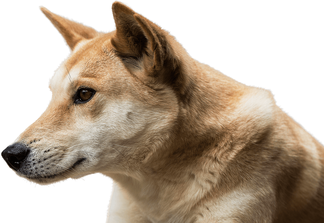 Dingo Png (1053x727), Png Download
