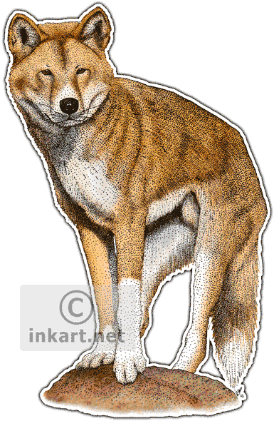 Dingo Decal - Dingo Oval Ornament (385x590), Png Download