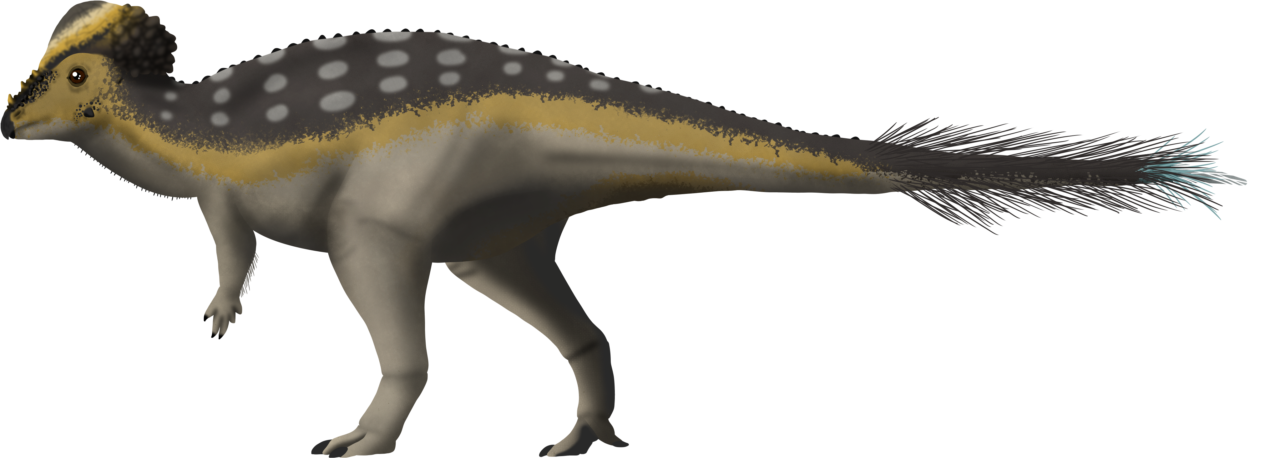 Pachycephalosaurus V5 Transparent - Pachycephalosaurus Feathers (4350x2200), Png Download