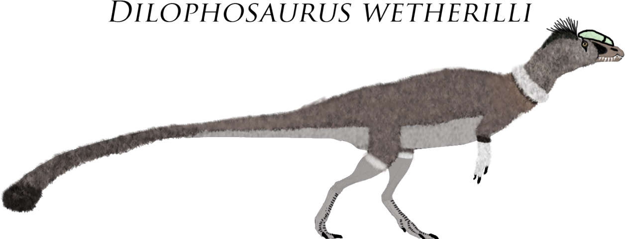 “ Dilophosaurus Wetherilli By Alpha Dilophosaurus ” - Velociraptor (1280x503), Png Download