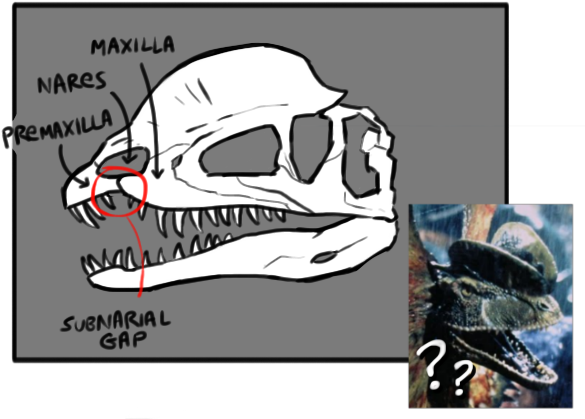 If I Remember Correctly Crichton Only Got The Idea - Skull (590x441), Png Download