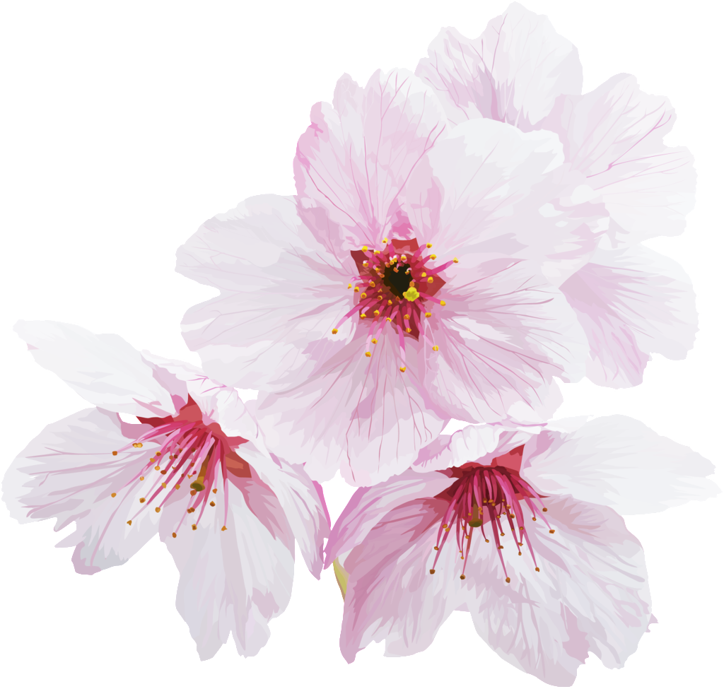 Four White Cherry Blossoms Transparent - Portable Network Graphics (1024x975), Png Download