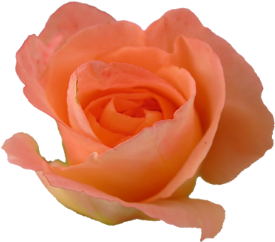 Yellow Flower Crown Transparent Peach Rose - Peach Rose (400x351), Png Download
