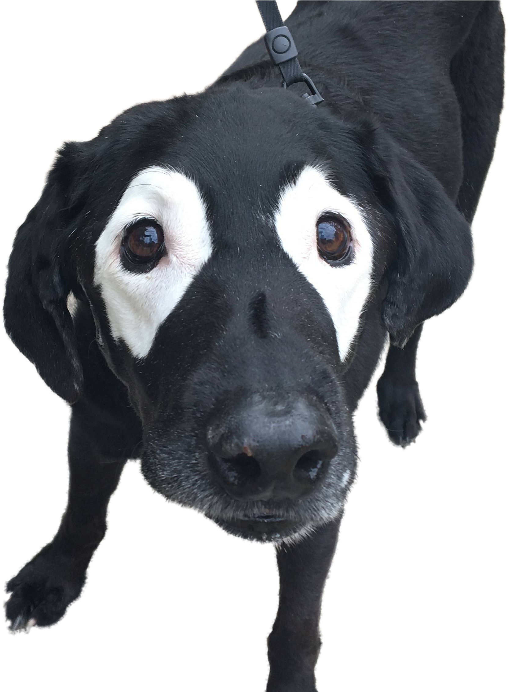 Add Image - Venom Pet (2263x2263), Png Download