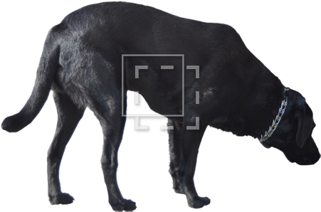 Cutout People - Labrador Retriever (450x450), Png Download