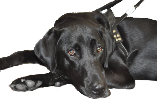 Black Lab Guide Harness No Background - Labrador Retriever (640x426), Png Download