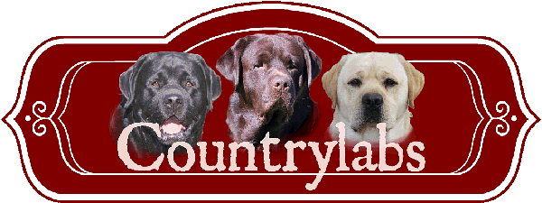 Yellow Lab, Chocolate Lab, Black Lab, Fox Red Lab Puppies - Labrador Retriever (600x225), Png Download