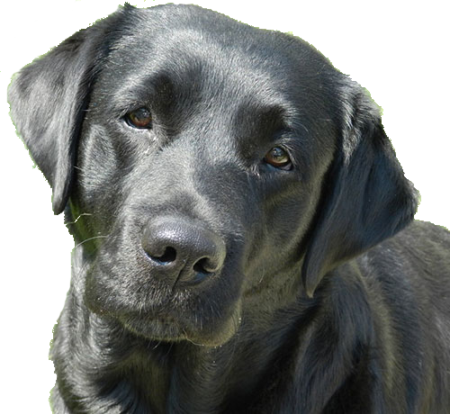 Maddie The Black Lab - Labrador Retriever (500x460), Png Download