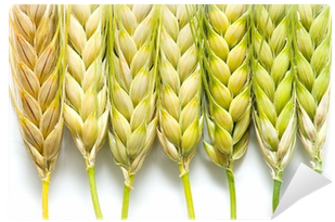 Tell Wheat From Barley (400x400), Png Download