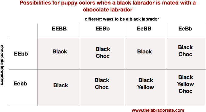 Finally, We'll Look At The Last Possible Combination - Types Of Labradors Colors (750x400), Png Download