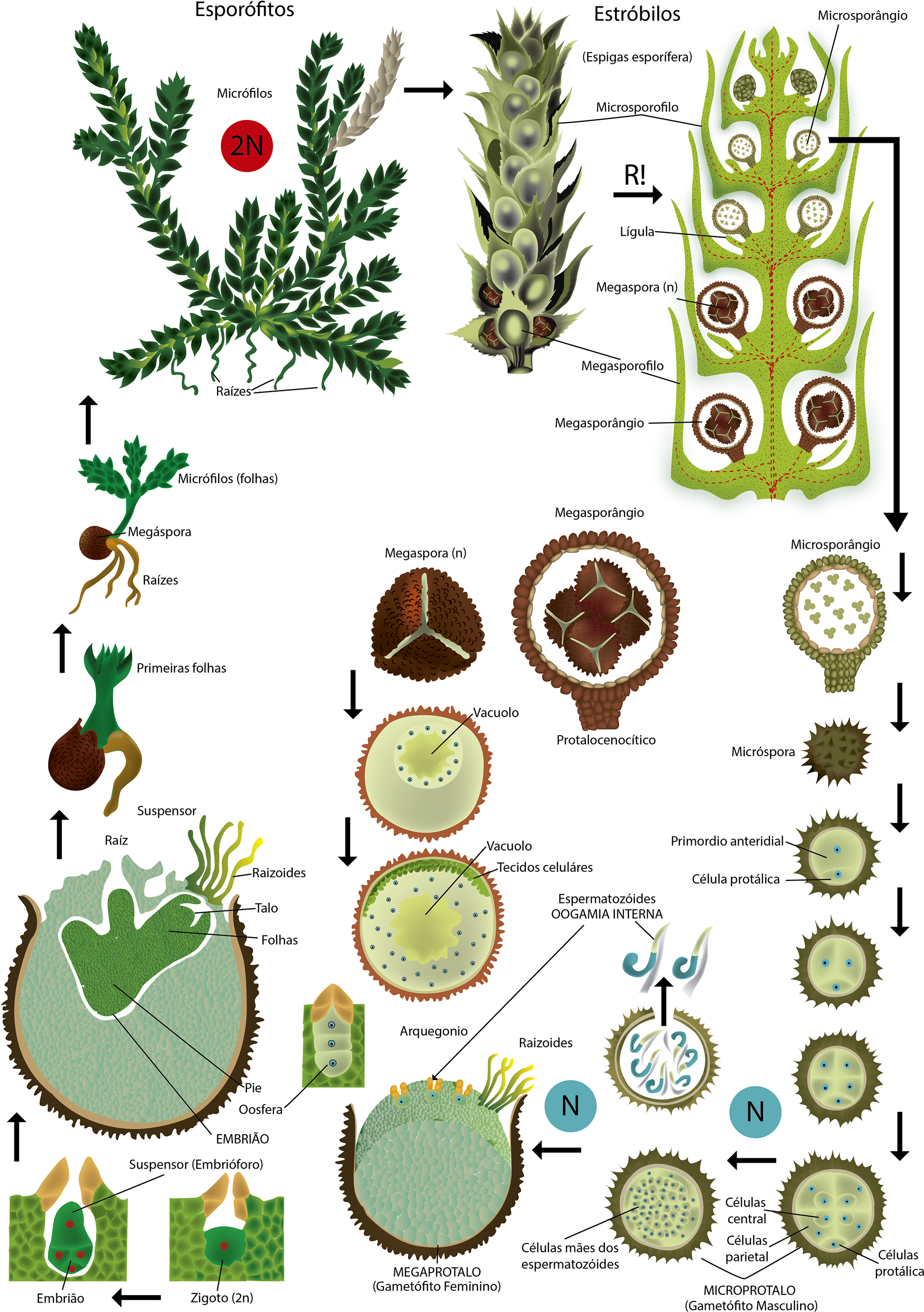 Series Of Scientific Illustrations For School Books (1920x2715), Png Download