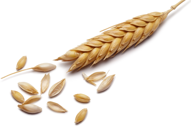Espiga - Wheat Seed (627x417), Png Download