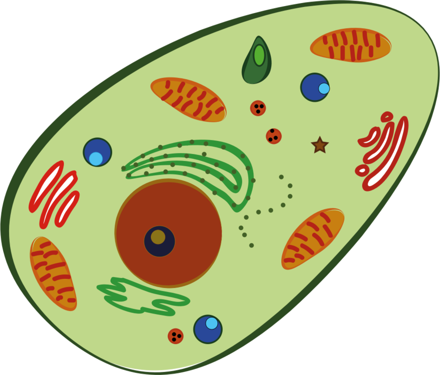 Blood Cell Human Body Homo Sapiens Plant Cell - Human Cell Clipart (881x750), Png Download