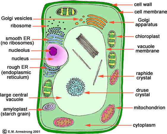 Plant Cell Parts (574x460), Png Download