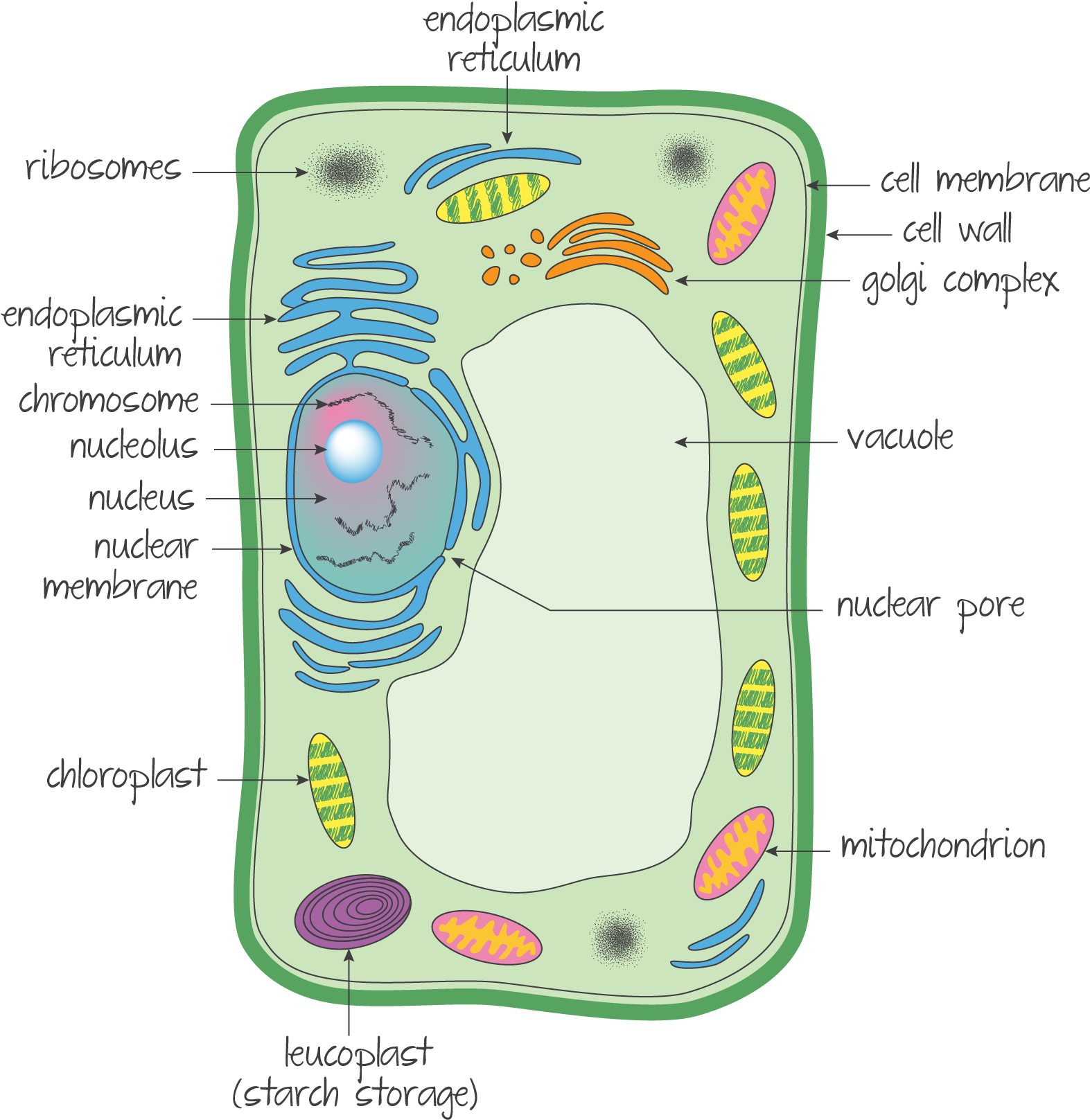 Ultrastructure Of A Eukaryotic Cell A Plant Cell - Ultrastructure Of Eukaryotic Plant Cell (1573x1630), Png Download