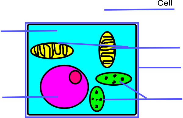 Basic Plant Cell Unlabeled (600x387), Png Download