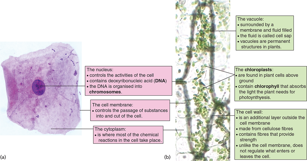 1 A Simple Animal Cell And (b) A Plant Leaf Cell - Plant Cell (1024x538), Png Download