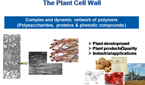 Paroi Cellulaires Des Plantes - Plants (600x377), Png Download