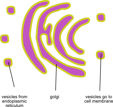 Vesicle Plant Cell Golgi Complex Golgi Complex - Plant Cell Golgi Vesicles (462x438), Png Download