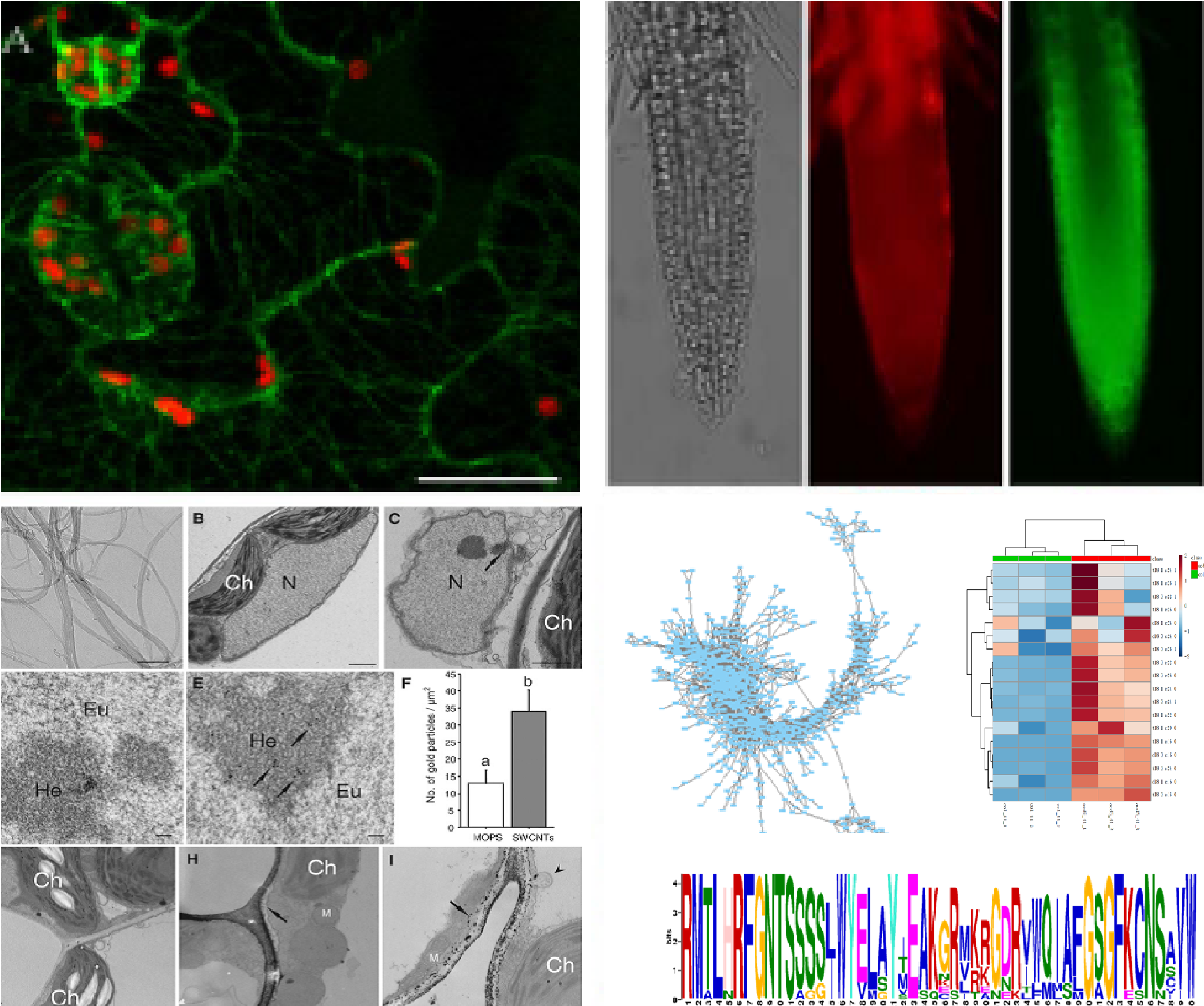 Welcome To Plant Cell Structure And Function Lab - Graphic Design (4488x3307), Png Download