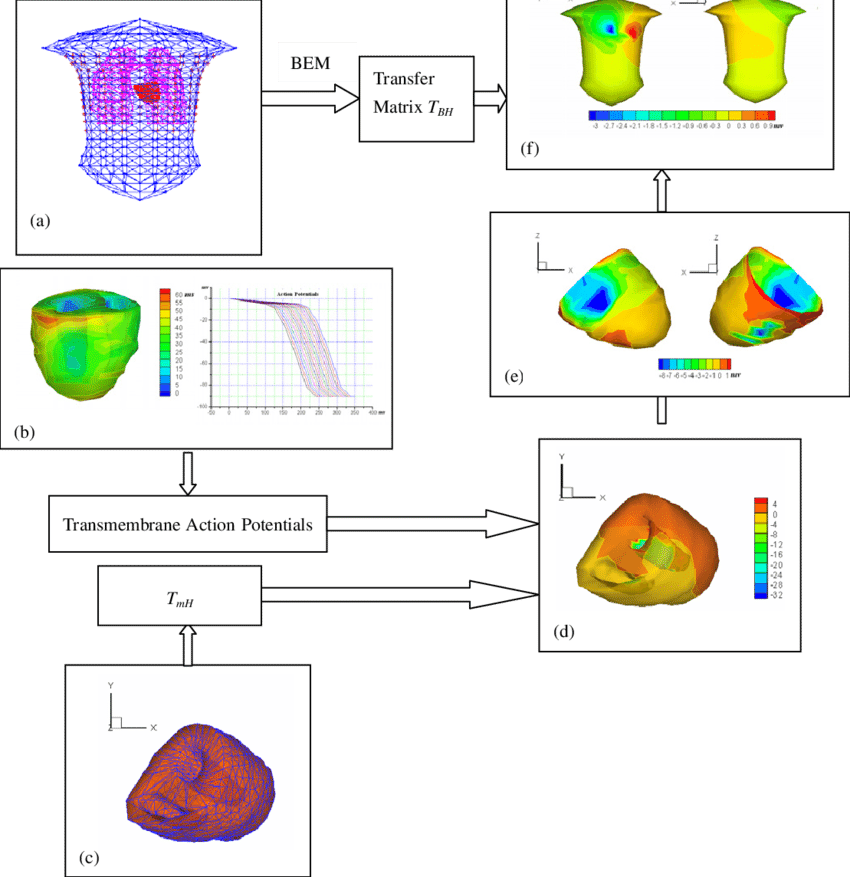 The Realistic Heart-torso Model, (b) The Normal Action - Plasma (850x877), Png Download