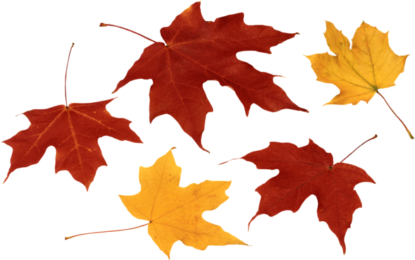 Fall Leaves Png Clipart-2016655082 - Autumn Leaves Leaves Png (600x376), Png Download
