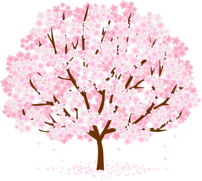 Tree, Blossom, Flower, Nature, Pink - Spring (800x720), Png Download