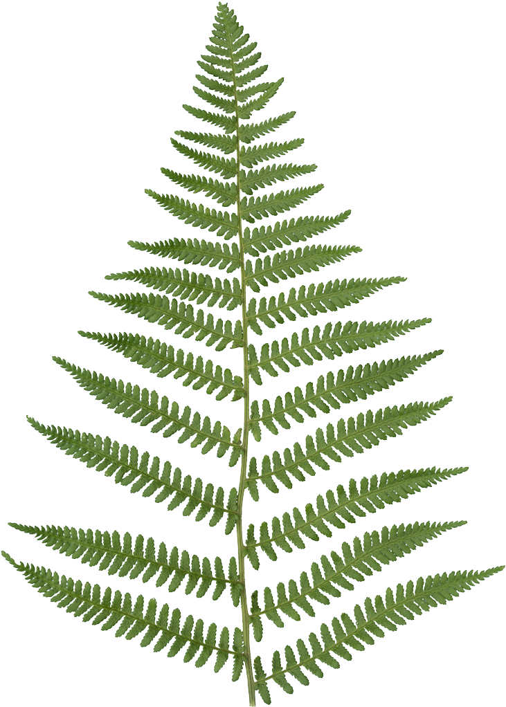 Fern - Fern Leaf Transparent Background (1024x1024), Png Download
