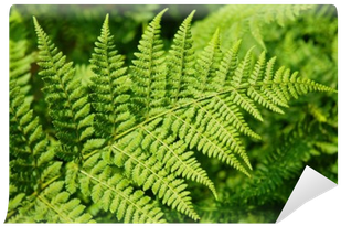 Ostrich Fern (400x400), Png Download