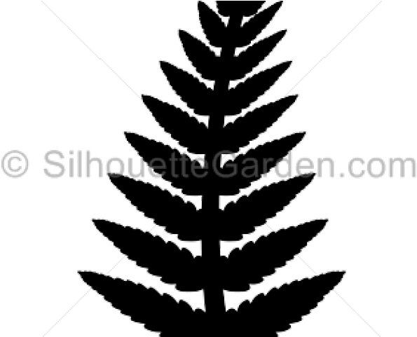 Fern Clipart Fern Leaf - Illustration (640x480), Png Download
