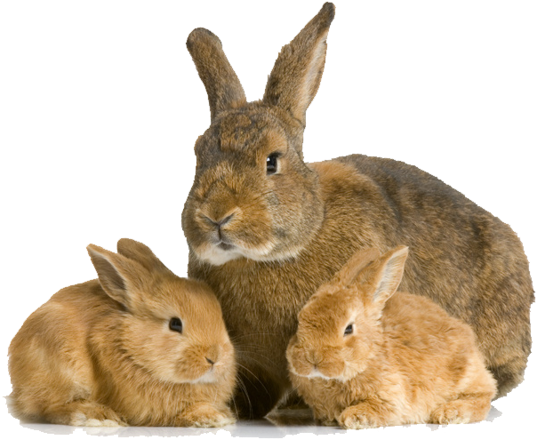 Rabbit Bunny Transparent Images - Mother Rabbit And Bunny (1011x1050), Png Download